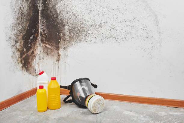 Best Mold Damage Repair  in Piney Mountain, VA