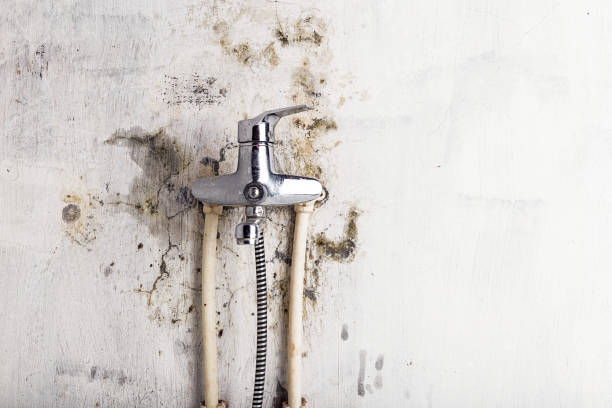 Best Office Mold Removal Services  in Piney Mountain, VA