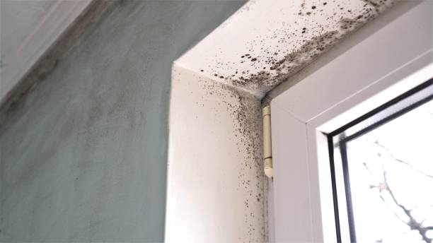 Best Mold Testing  in Piney Mountain, VA