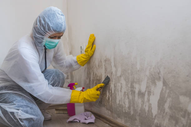 Mold Removal Process in Piney Mountain, VA