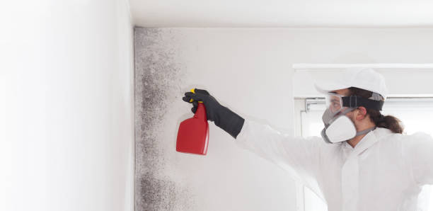 Certified Mold Removal in Piney Mountain, VA