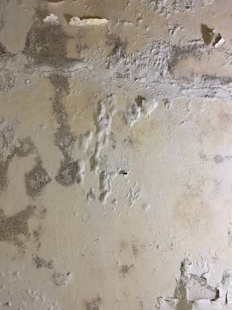 Best Mold Removal Process  in Piney Mountain, VA