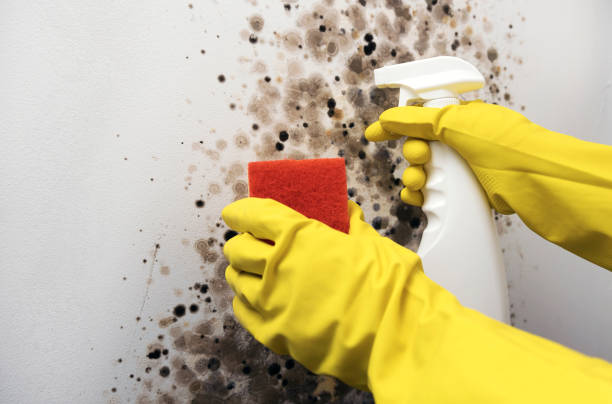 Best Fast Mold Removal  in Piney Mountain, VA