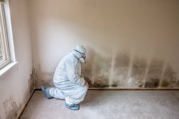 Best Professional Mold Removal  in Piney Mountain, VA
