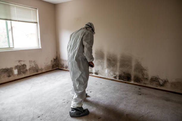 Professional Mold Removal in Piney Mountain, VA