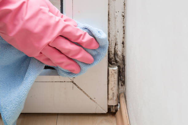 Best Commercial Mold Removal  in Piney Mountain, VA