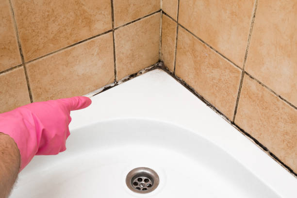Best Mold Removal Company Near Me  in Piney Mountain, VA