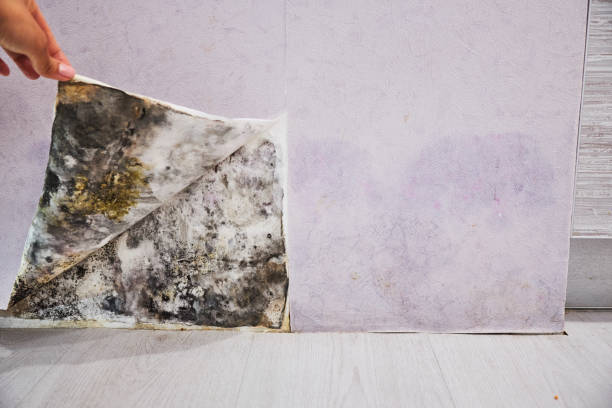 Best Mold Cleaning Services  in Piney Mountain, VA
